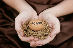 Organic / Free Range Eggs